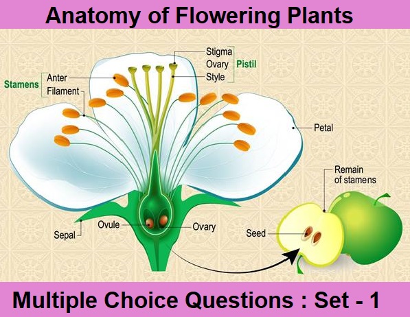 MCQ Questions Class 11 Biology Anatomy of Flowering Plants-1