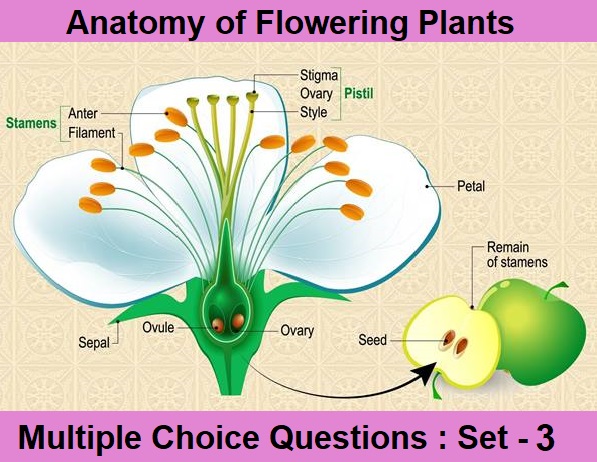 MCQ Questions Class 11 Biology Anatomy of Flowering Plants-3