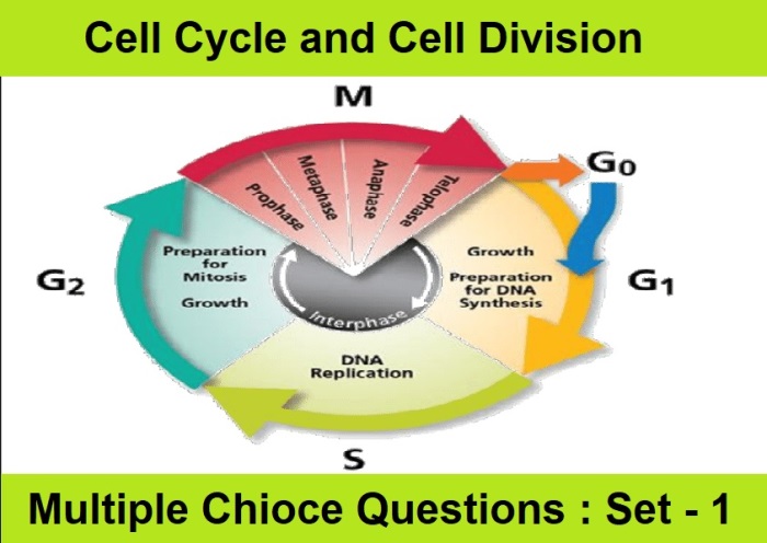 MCQ Questions Class 11 Biology Cell Cycle and Cell Division-1