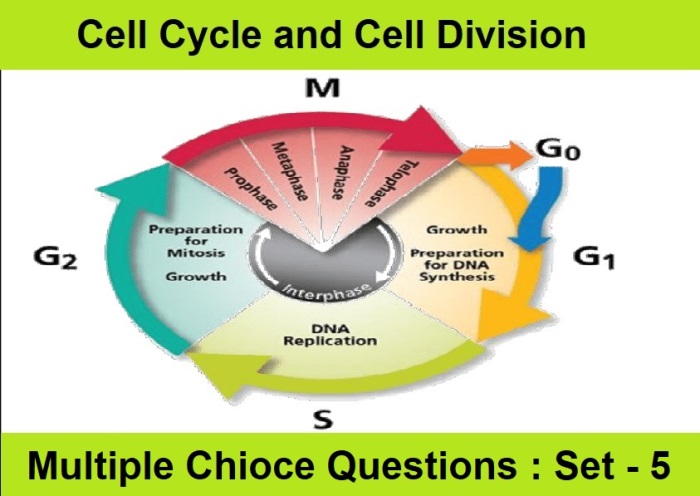 MCQ Questions Class 11 Biology Cell Cycle and Cell Division-5