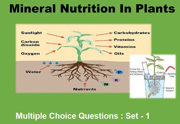 Biology Mineral Nutrition-1