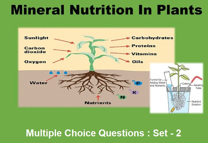 Biology Mineral Nutrition-2