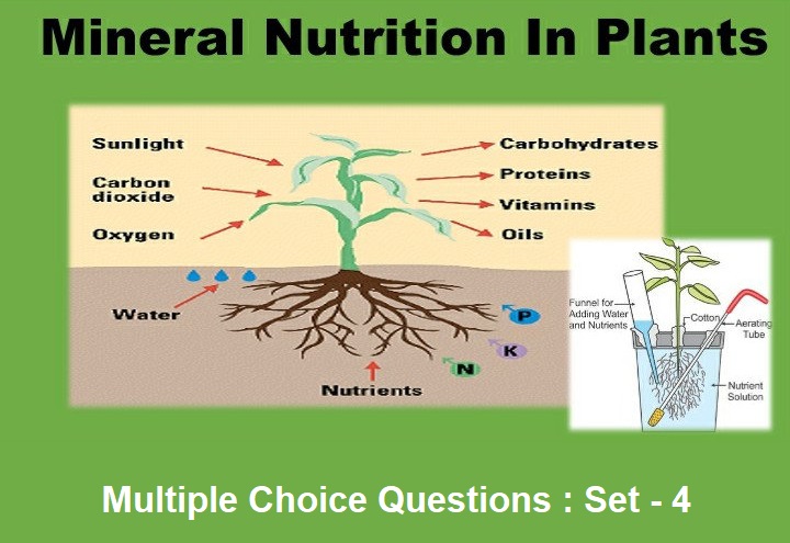 Biology Mineral Nutrition-4