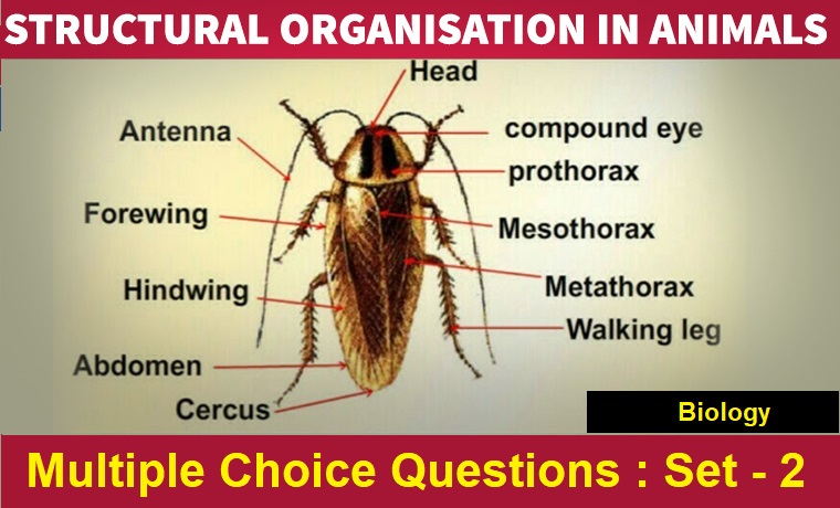 Biology Structural Organisation In Animals-2