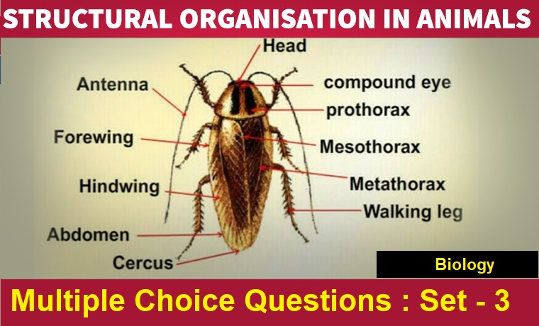 Biology Structural Organisation In Animals-3