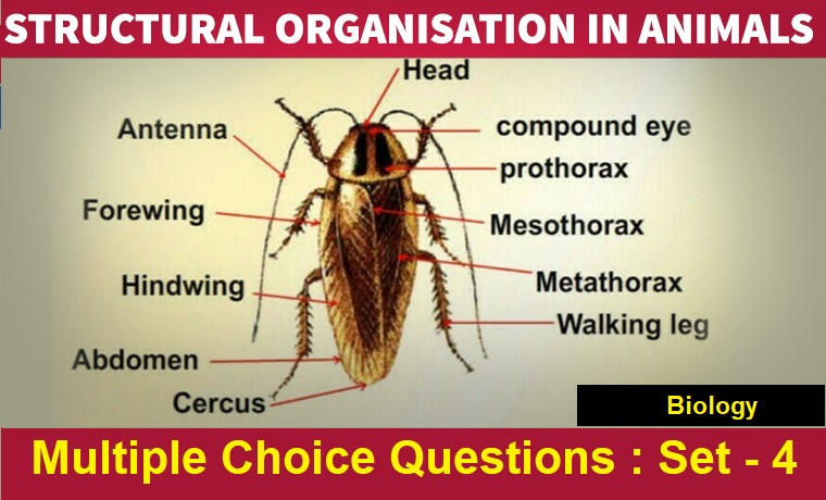 Biology Structural Organisation In Animals-4