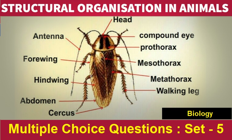 Biology Structural Organisation In Animals-5