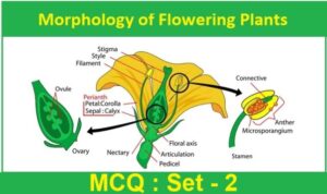MCQ Questions Class 11 Biology Morphology of Flowering Plants with Answers