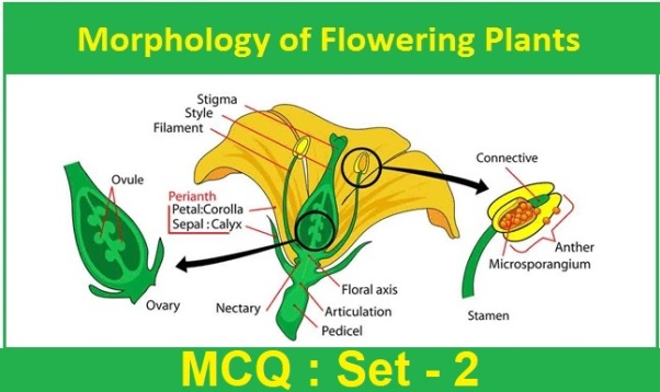 Class 11 Biology Morphology of Flowering Plants-2