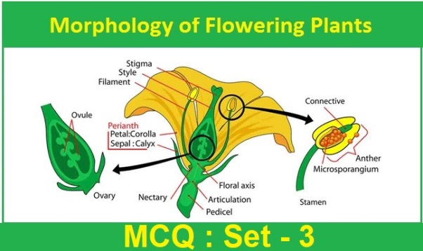 Class 11 Biology Morphology of Flowering Plants-3