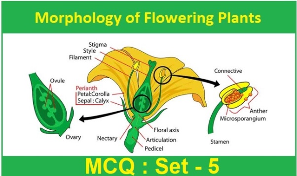 Class 11 Biology Morphology of Flowering Plants-5