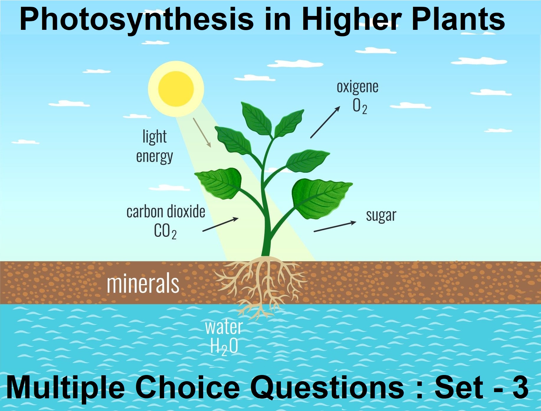 Biology Photosynthesis in Higher Plants-3