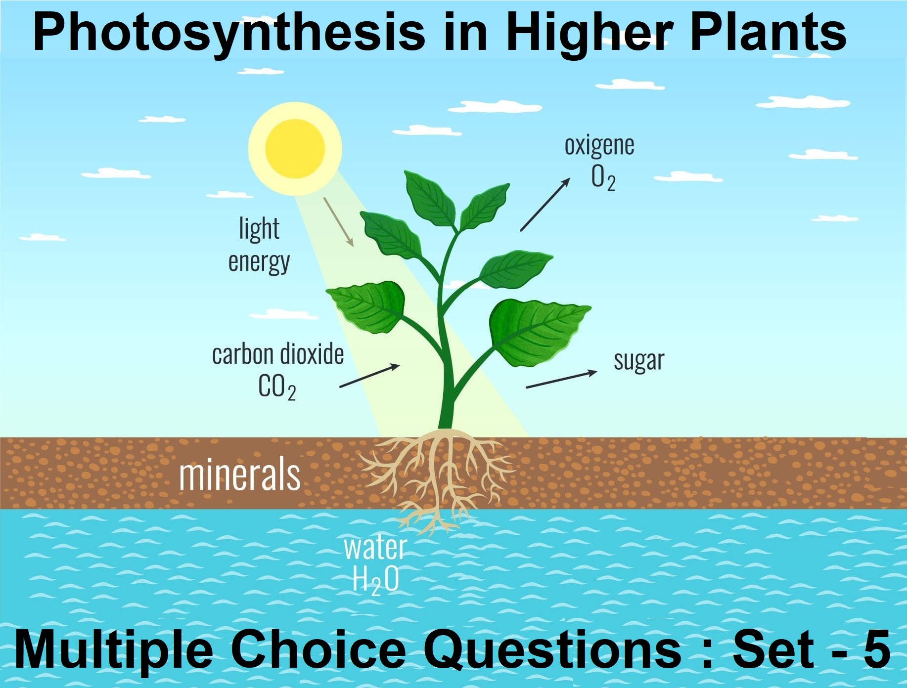 Biology Photosynthesis in Higher Plants-5