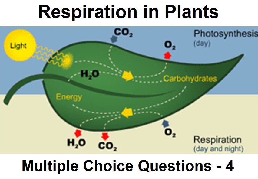 Biology Respiration in Plants-4