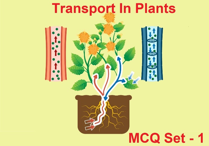 Class 11 Biology Transport in Plants-1
