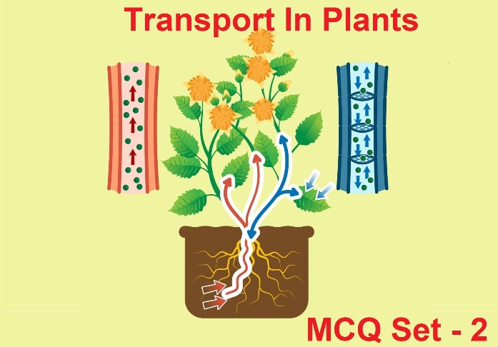 Class 11 Biology Transport in Plants-2