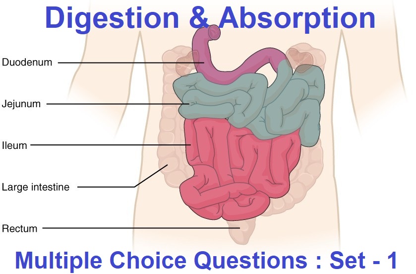 MCQ Questions Class 11 Biology Digestion and Absorption-1