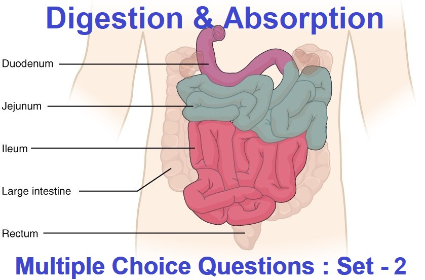 MCQ Questions Class 11 Biology Digestion and Absorption-2