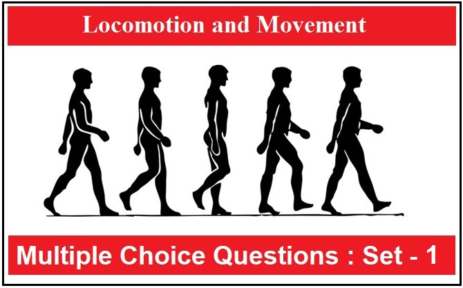 MCQ Questions Class 11 Biology Locomotion and Movement-1