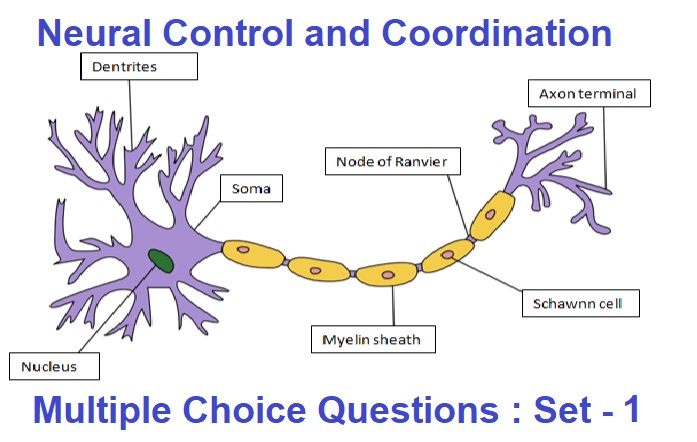 MCQ Questions Class 11 Biology Neural Control and Coordination-1