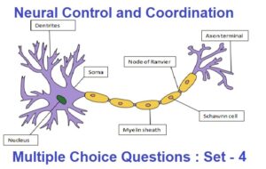 MCQ Questions Class 11 Biology Neural Control and Coordination with Answers