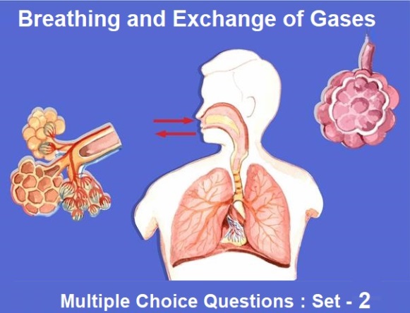 mcq-questions-class-11-biology-breathing-and-exchange-of-gases-with-answers-2