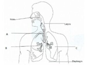 Label the parts of the human respiratory system.