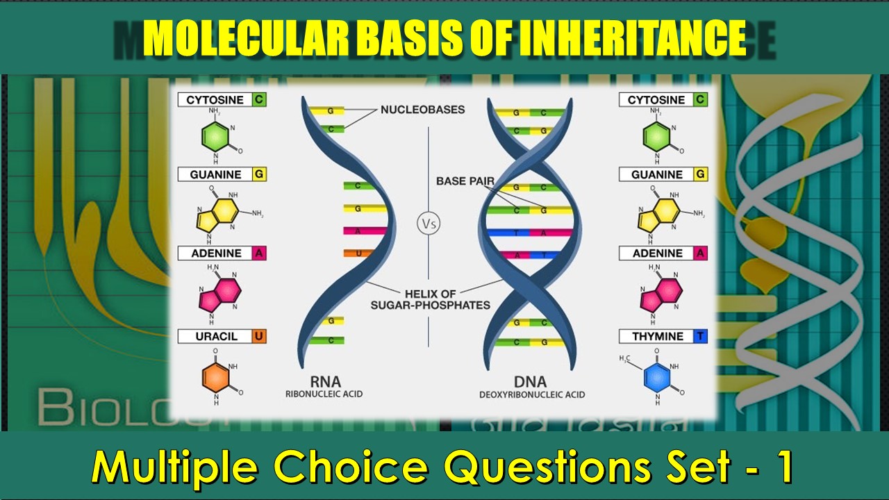 Molecular Basis of Inheritance-1