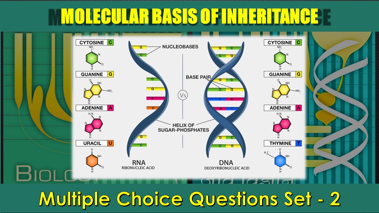 Molecular Basis of Inheritance-2